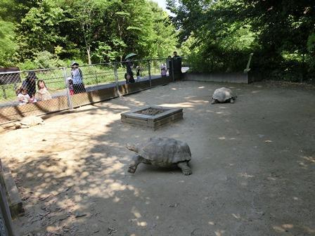 みどりの月間「カメの運動場にも緑を！！」｜動物たちのおはなし｜公園